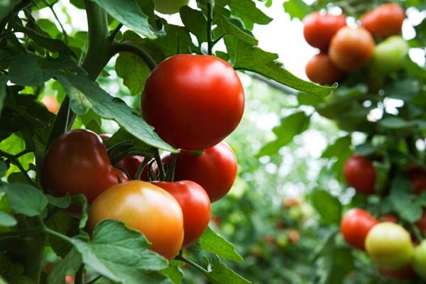 Plump tomatoes ready to be picked.