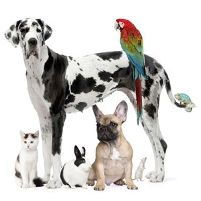 Photo of two dogs, one cat, one bunny, and a parrot.