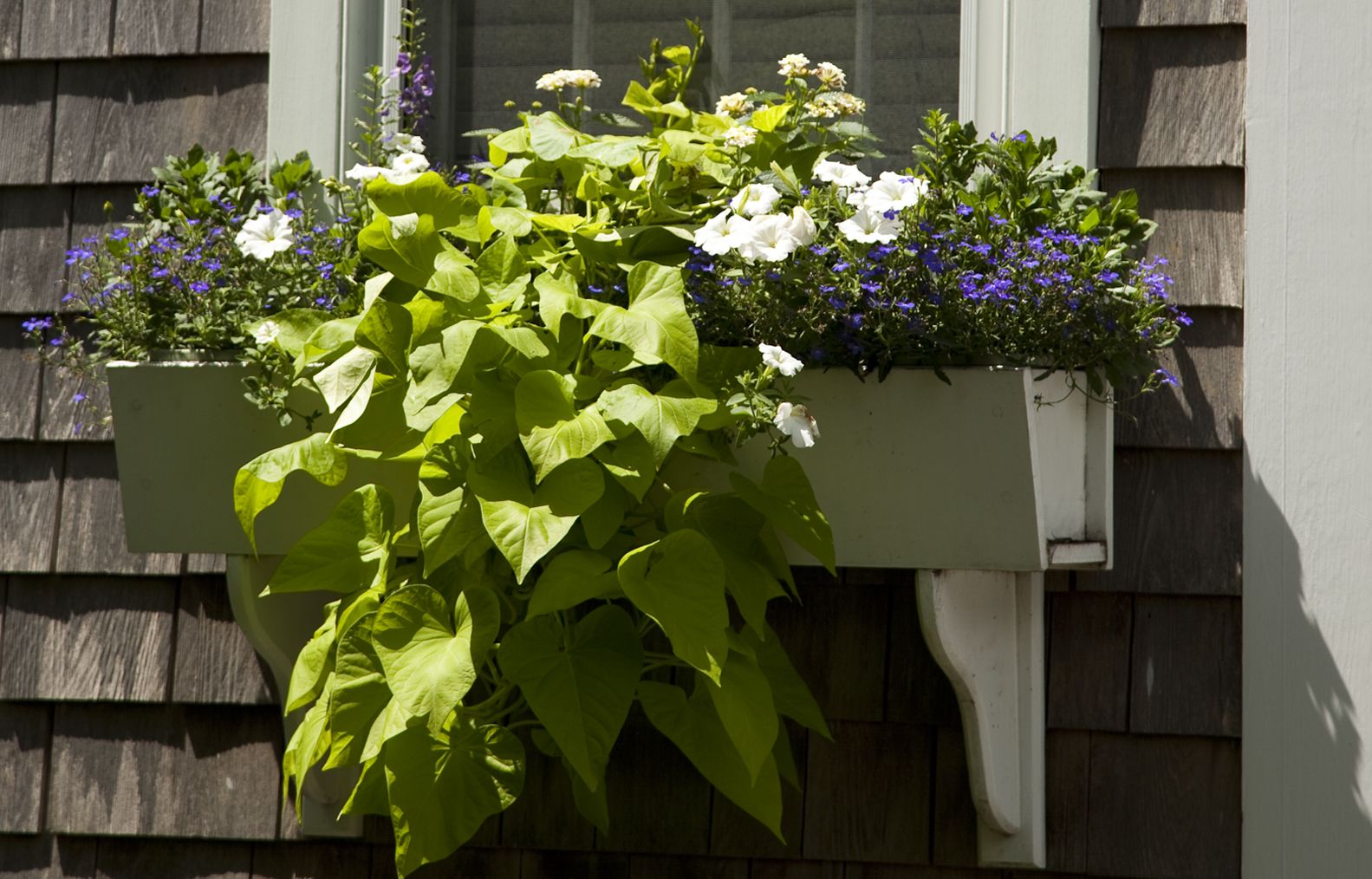 gold leaf plants in a window planter