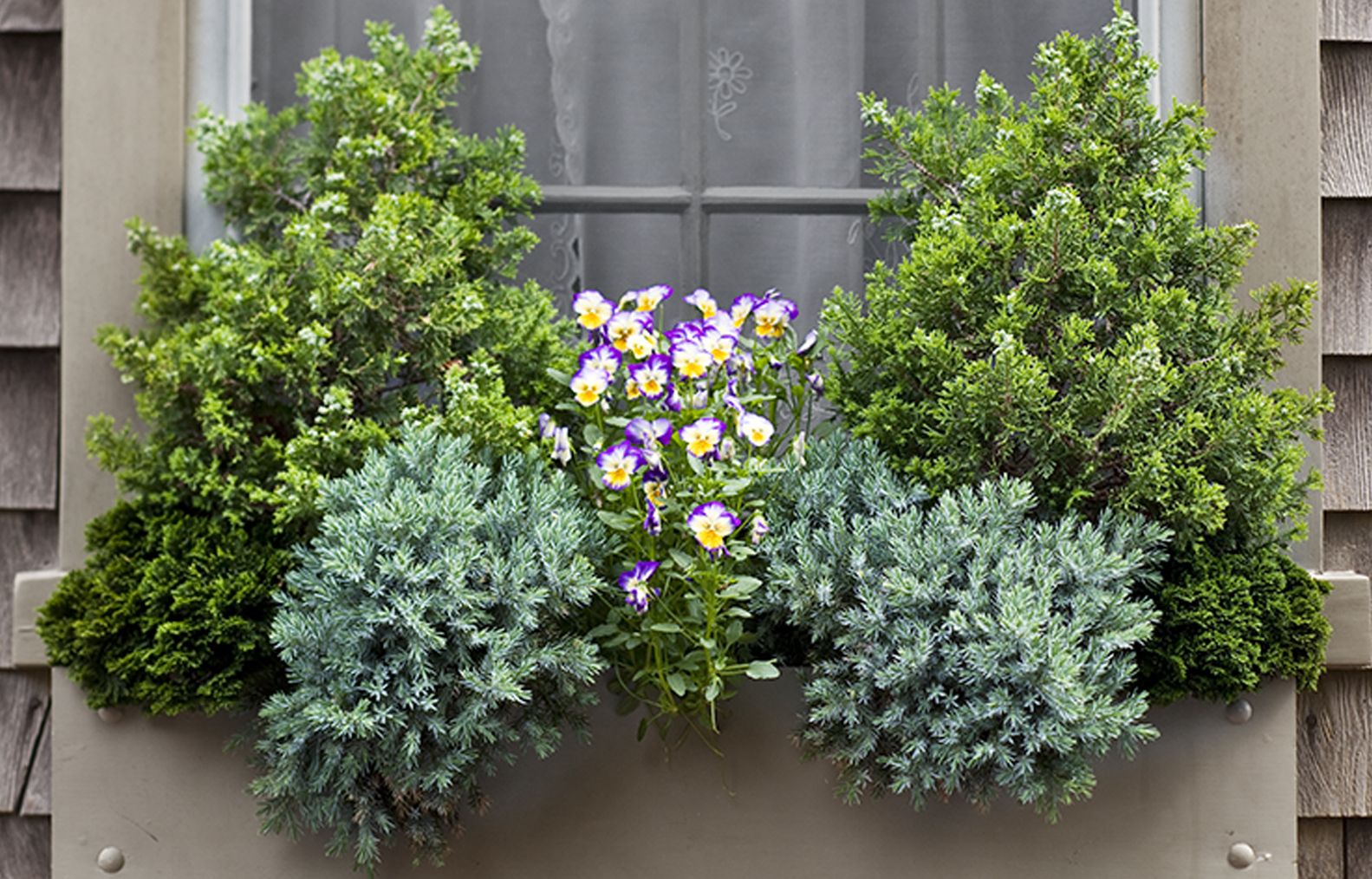 evergreens within a window planter