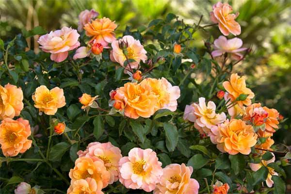 A group of roses in bloom.