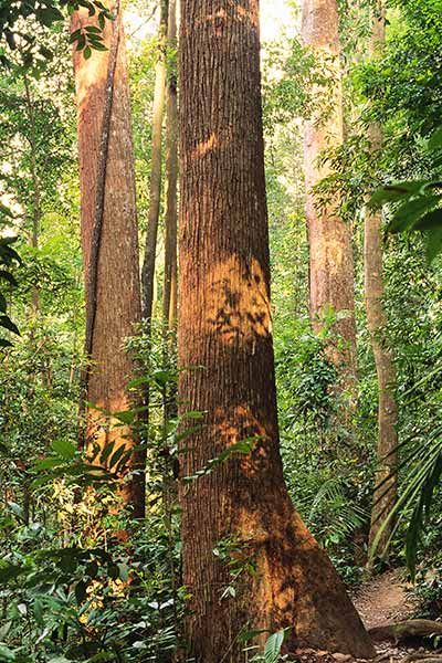 A set of trees in the forest.