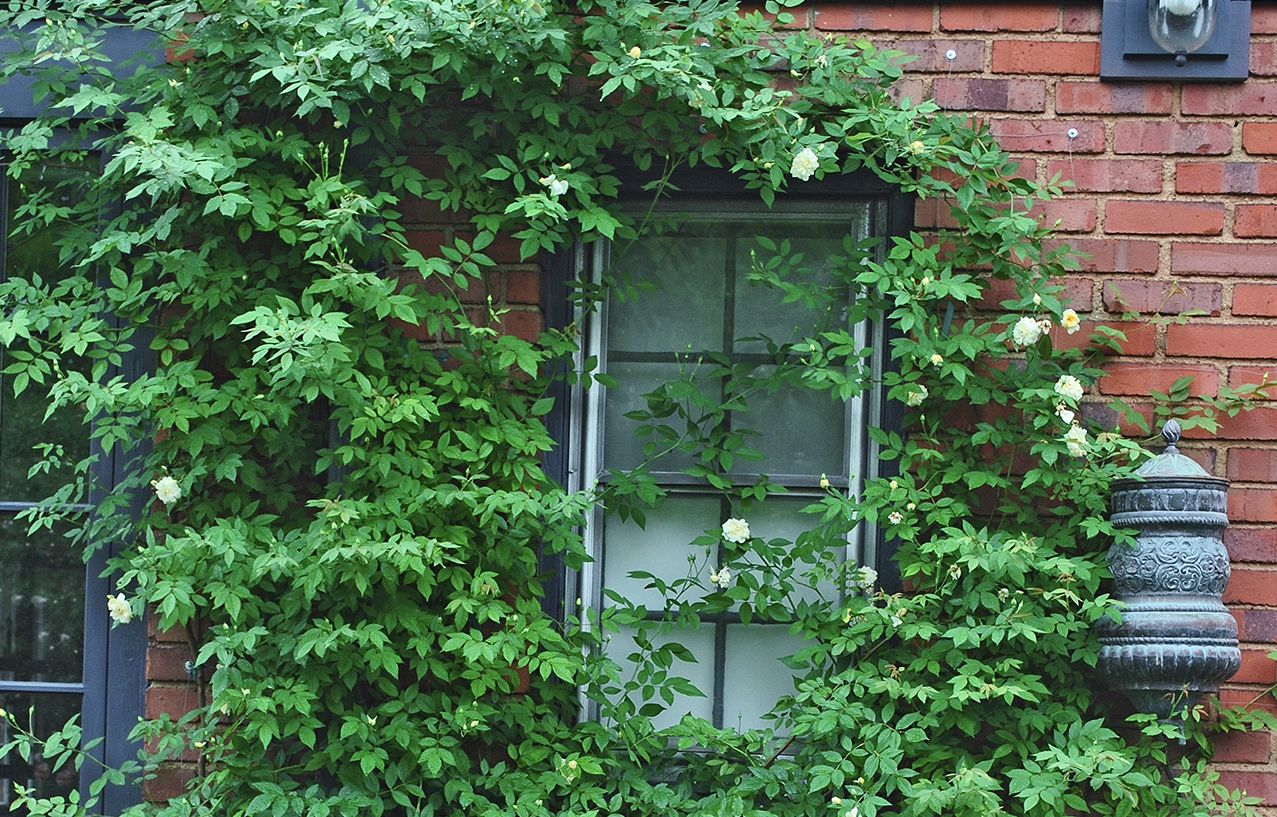 From Blah Lawn to Backyard Rose Garden Paradise - This Old House