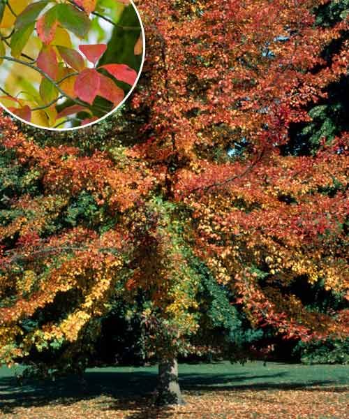 Black gum, a type of shade tree.