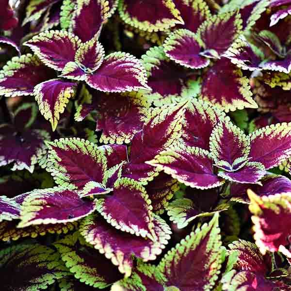 Coleus Plants: Varieties, Care & Growing Them - This Old House