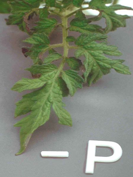 A plant whose leaves are turning reddish-purple.