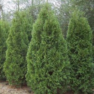 13 Evergreen Privacy Shrubs That Also Reduce Noise Pollution - This Old ...