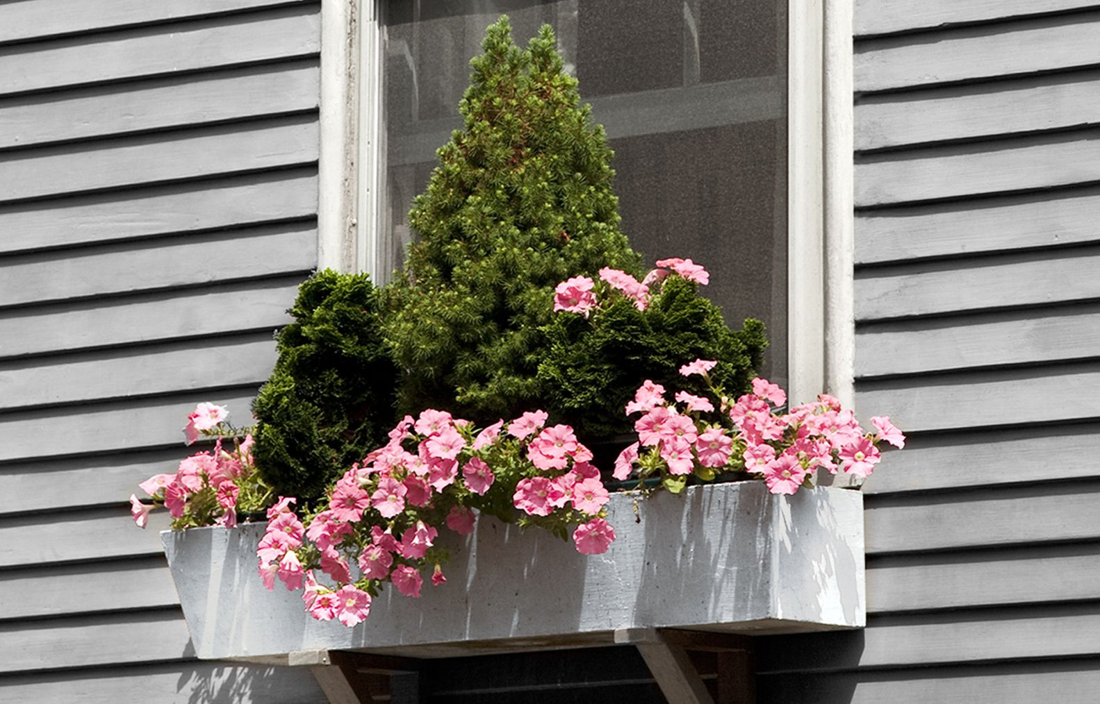 sculptural spruce in a window planter