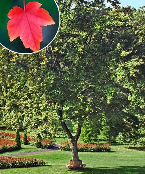 All About Shade Trees - This Old House