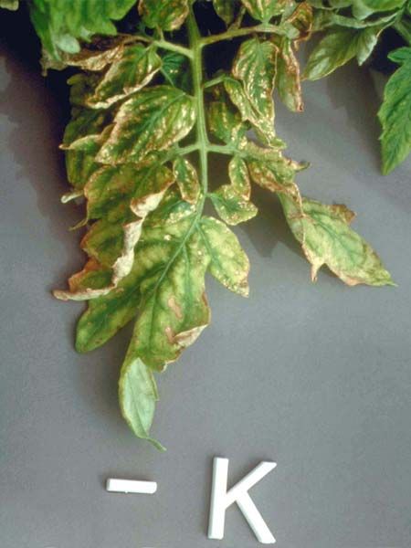 a plant with wilting leaves.