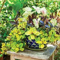 Gardening Tips From a Pro, Q&A Style - This Old House