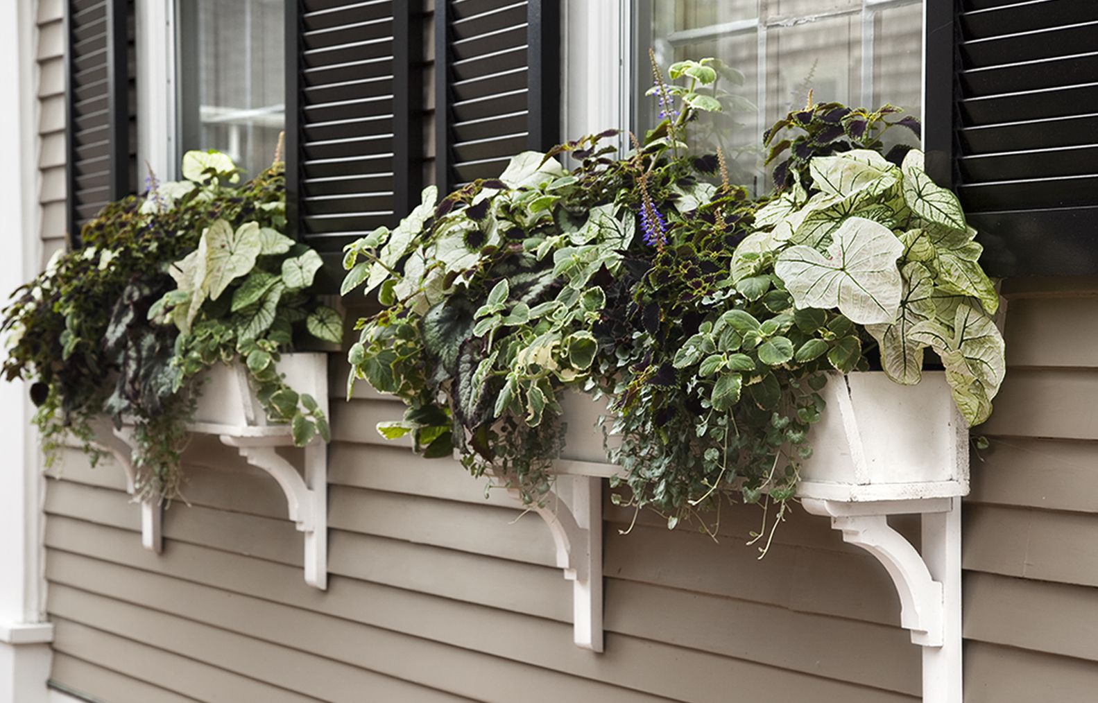 foliage that resists weather changes in a window planter