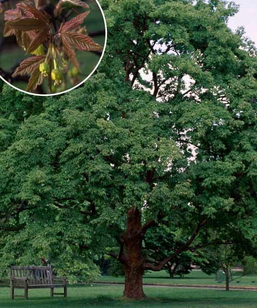 Paperbark maple, a type of shade tree.