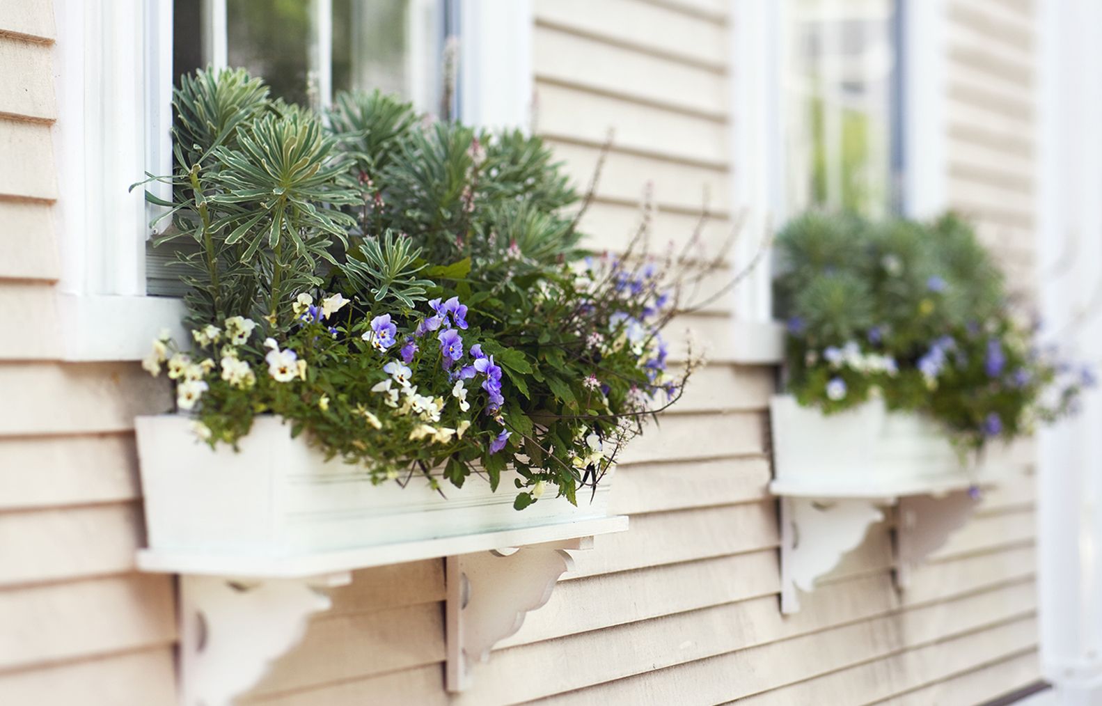 a mix of blue and white flowers in a window planter