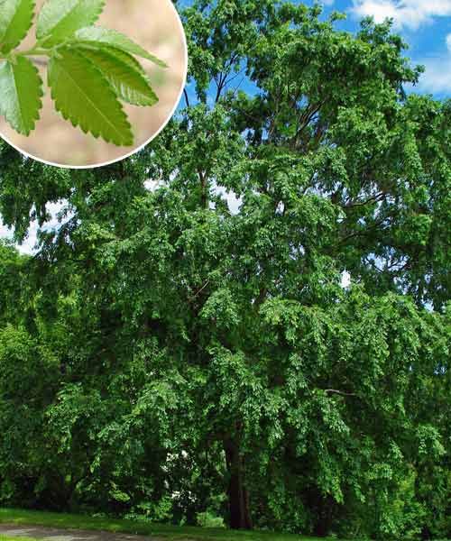 Lacebark Elm, a type of shade tree.