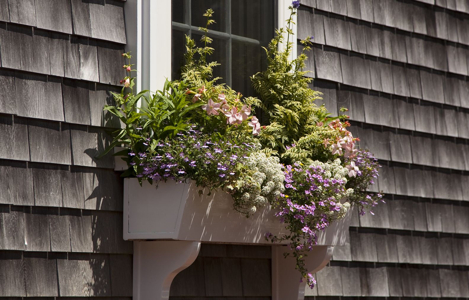 butterfly watch in a window planter