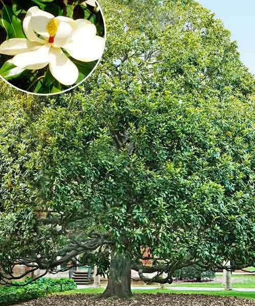 Southern magnolia, a type of shade tree.