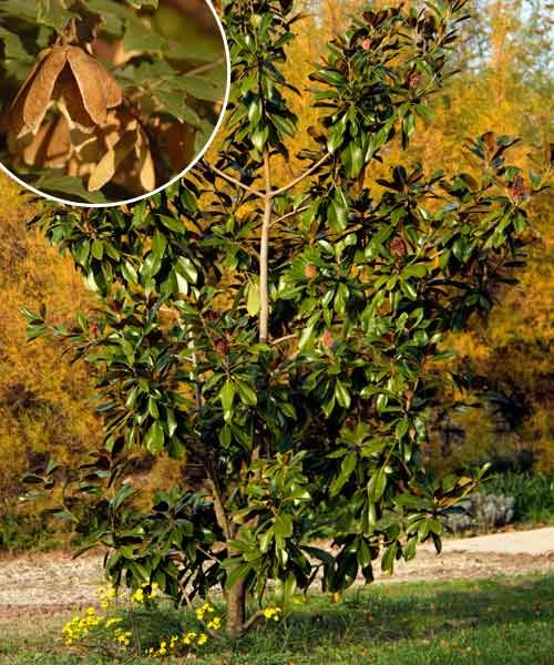 Magnolia 'Kay Parris', a type of shade tree.