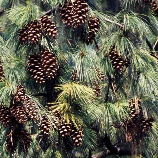 State Flower - White Pine and White Pine Cone & Tassel