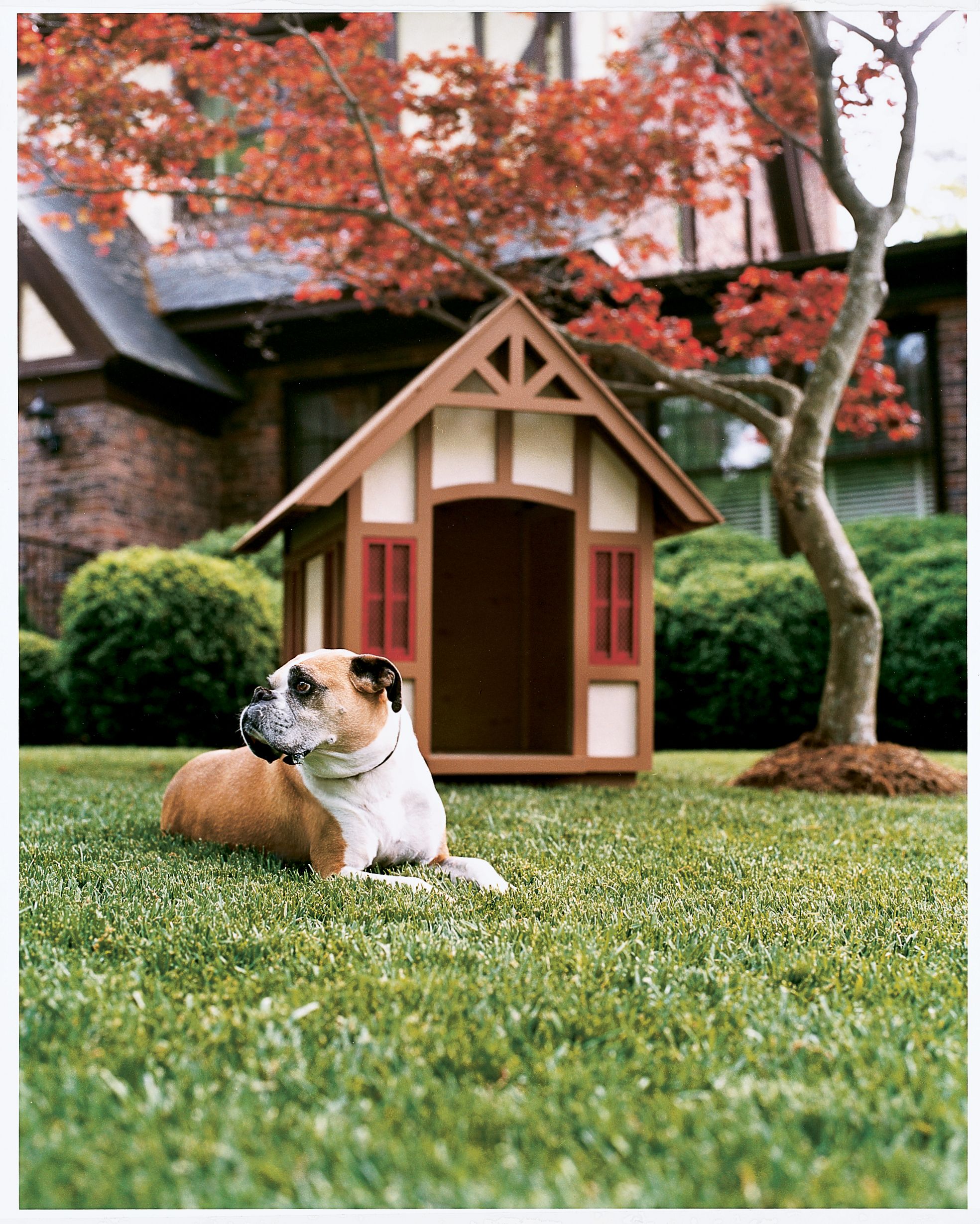 Precision pet country estate luxury store dog house