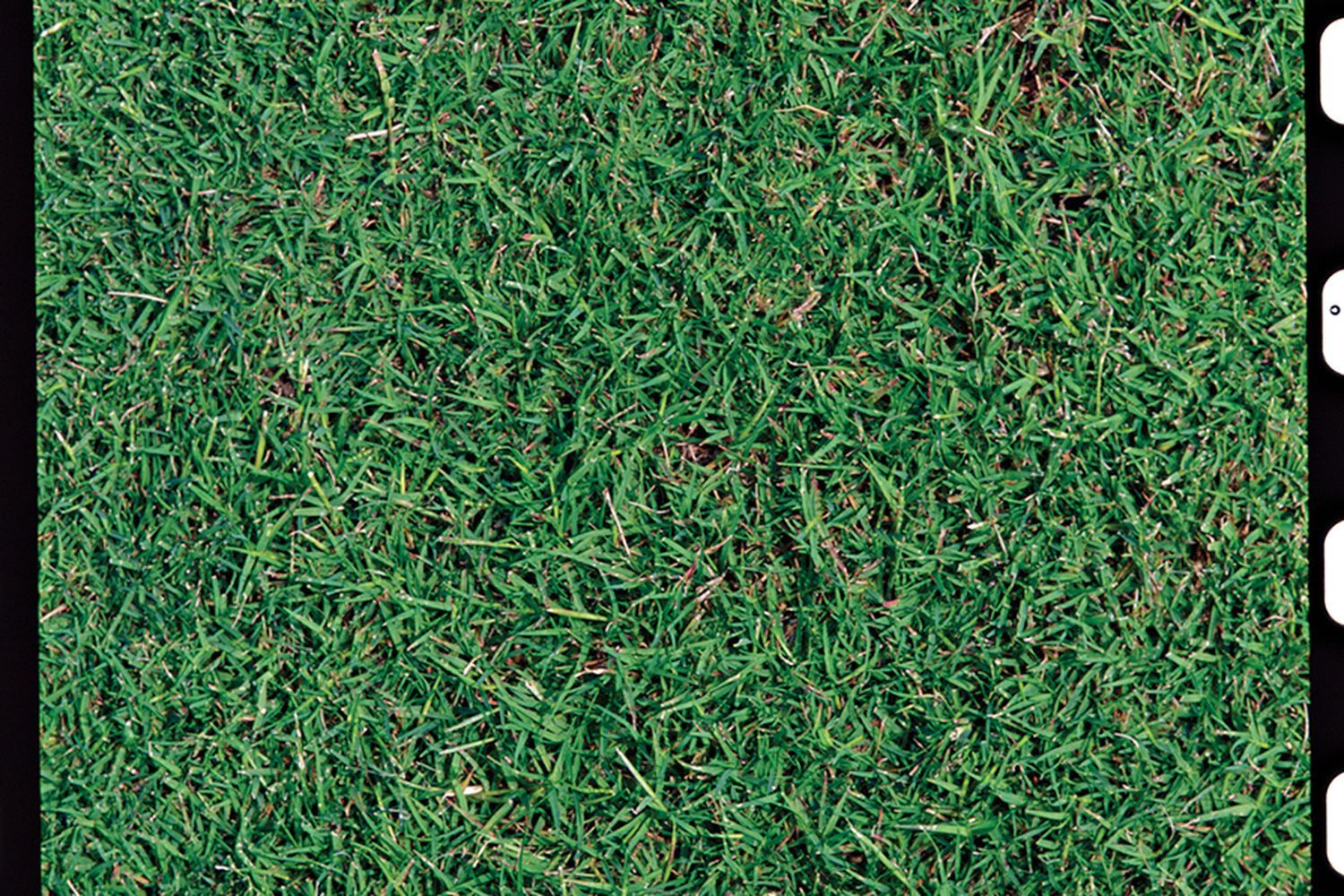 A clump of bermudagrass