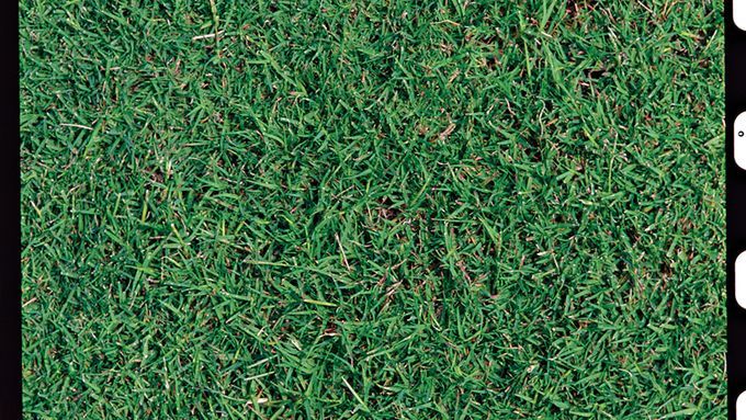 A clump of bermudagrass