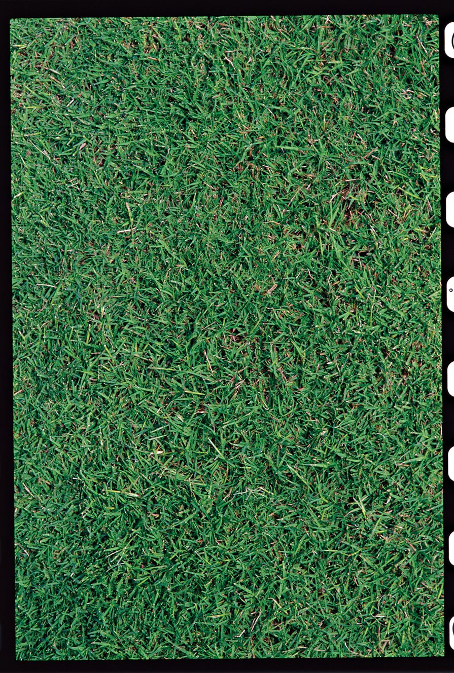 A clump of bermudagrass