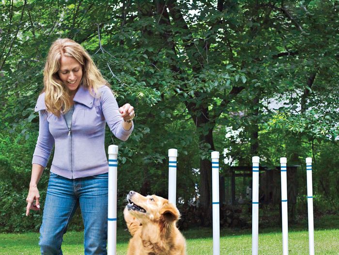 Dog weaving through poles