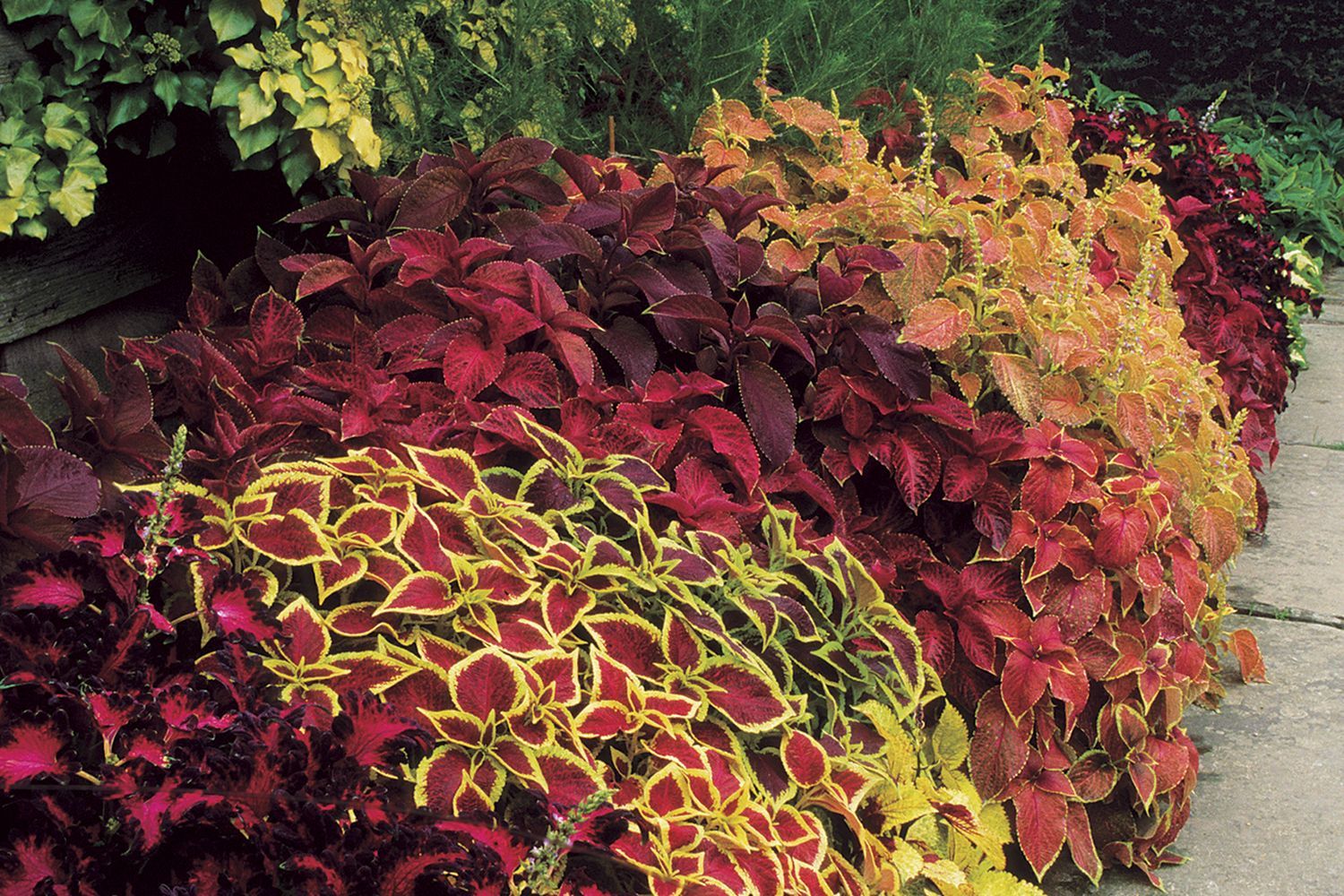 Propagated fall perennials in a garden.
