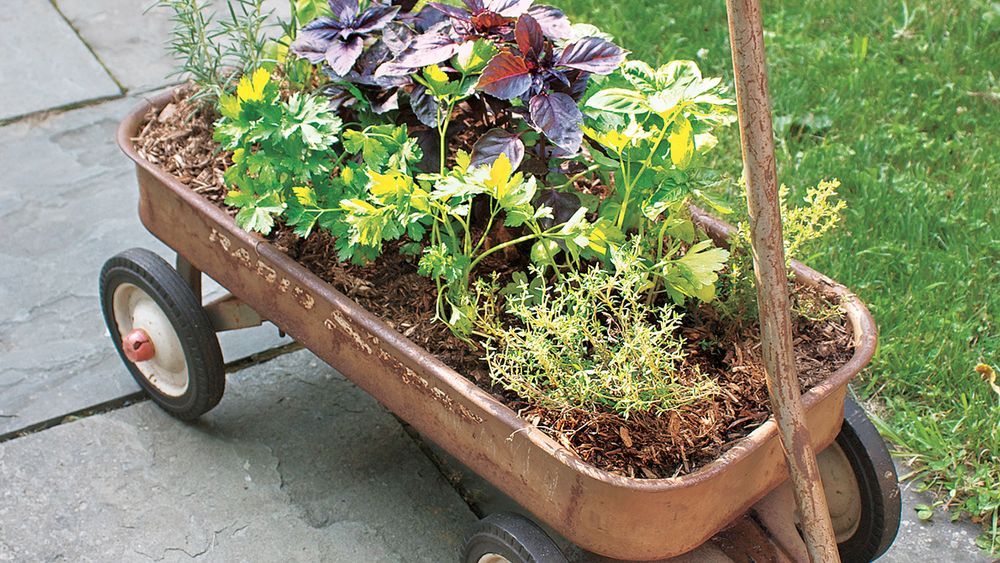 Herb planting in a wagon