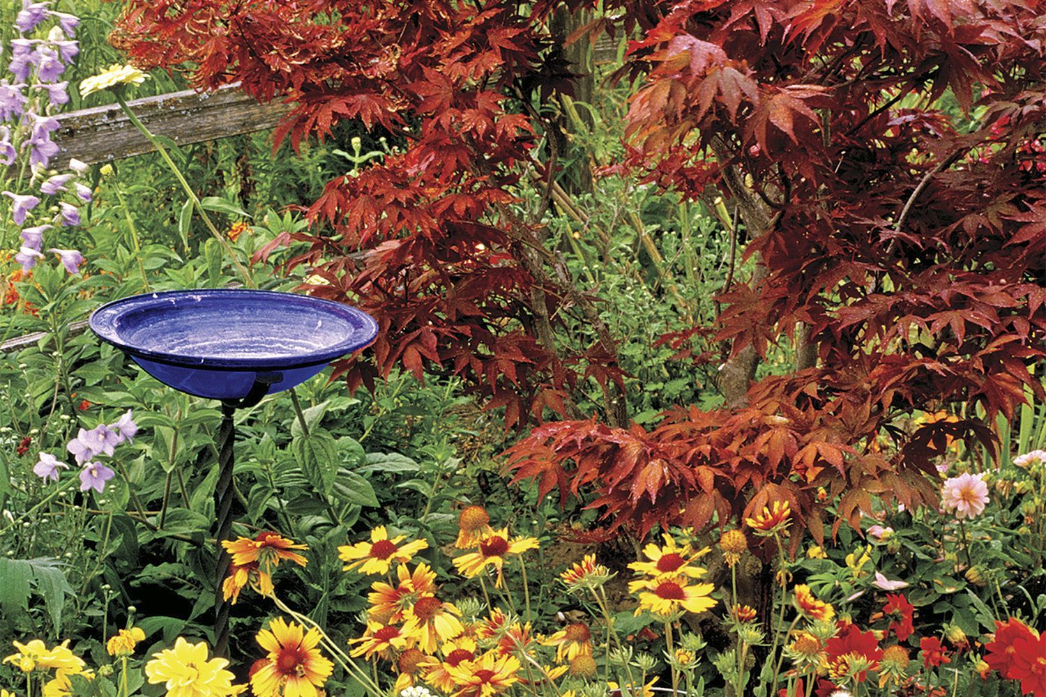 a mix of bright flowers and plants in a garden