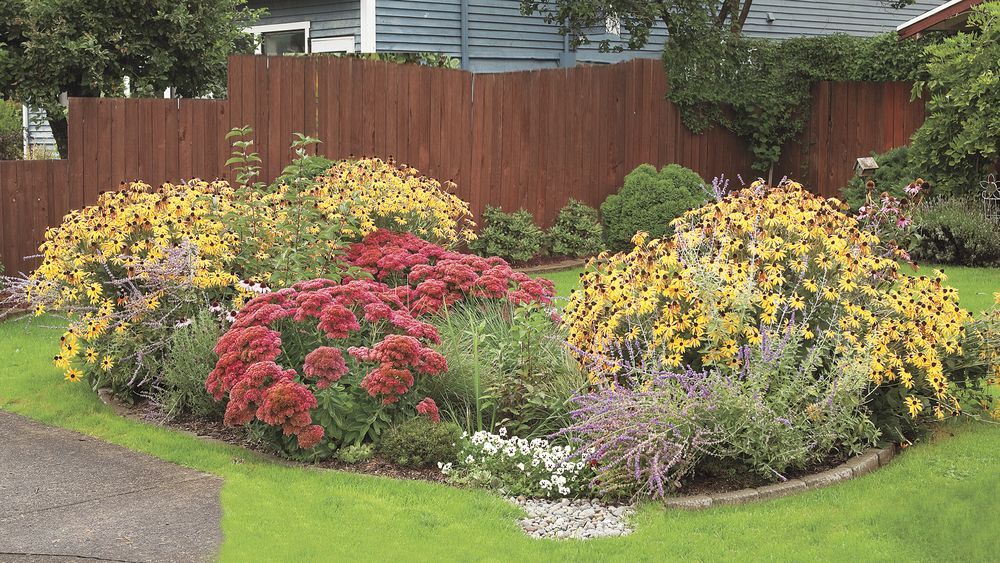 A rain garden full of flowering plants.