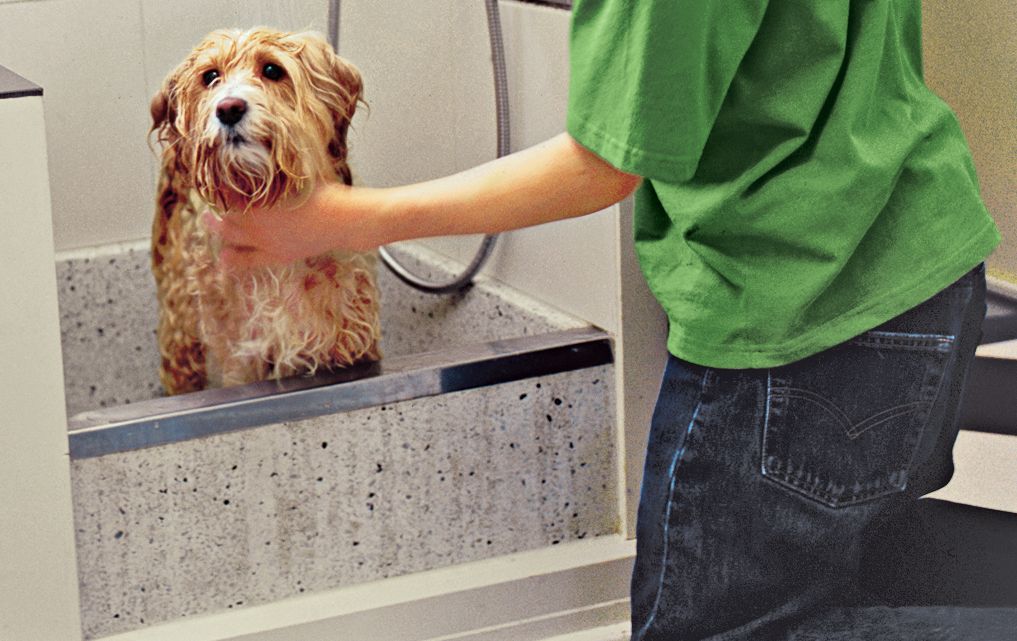 A dog sits in a tub in a dog washing station.