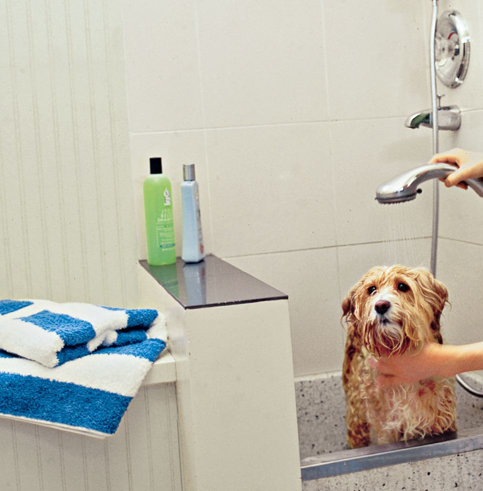 A wet dog in a cleaning station gets sprayed by water.