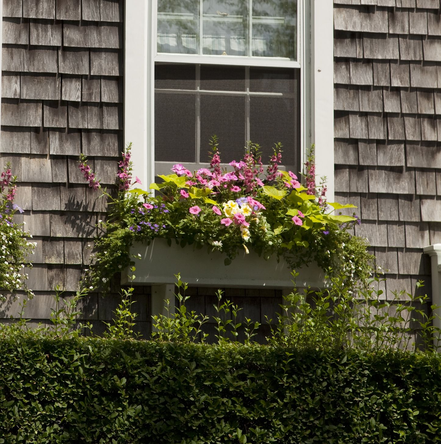 dramatic colors within a window planter