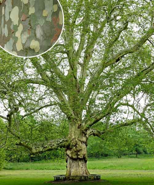 London plane tree, a type of shade tree.