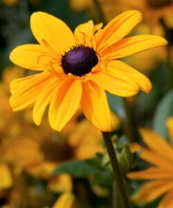 50 State Flowers to Grow Anywhere - This Old House