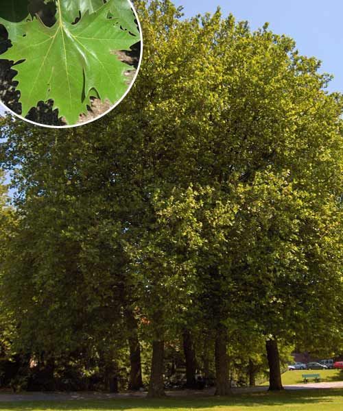 London planetree 'Morton Circle', a type of shade tree.