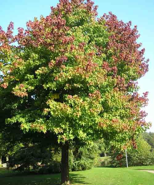 A shade tree starting to change colors in the fall.