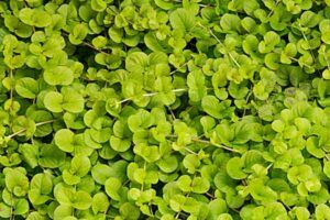 Ground Cover Plants: Everything You Need to Know - This Old House