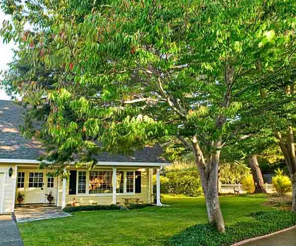 A shade tree in front of a house with yellow siding.