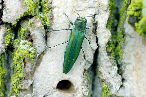 An emerald ash borer bores into a shade tree.