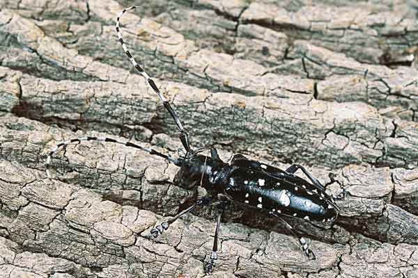 An Asian long-horned beetle infests a shade tree.