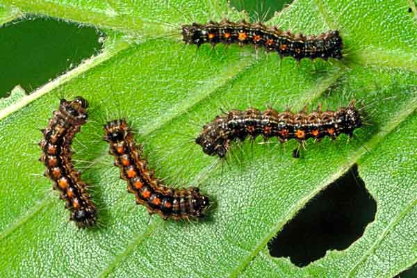 Gypsy moths eat the leaves of shade trees.