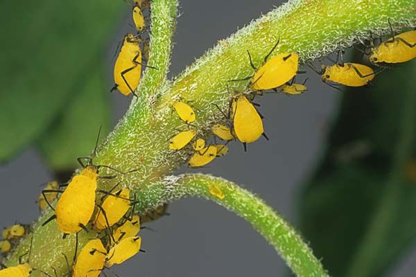 Aphids infesting shade trees. 