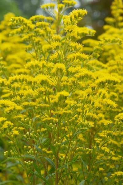 50 State Flowers to Grow Anywhere - This Old House