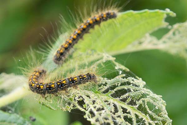 Tent caterpillars eating the leaves of a shade tree.