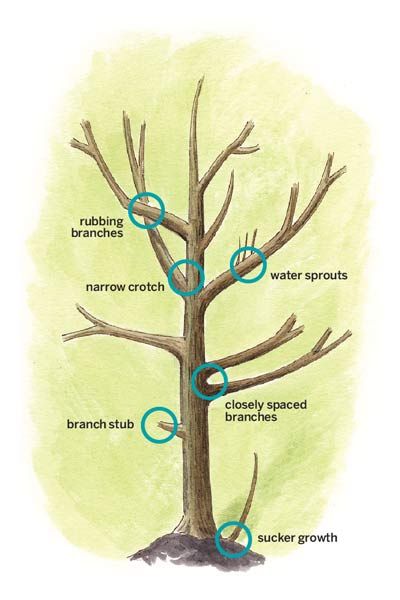 Illustration labeling where to cut and prune a shade tree.