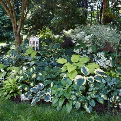 Grow a Lush Shade Garden With Hostas - This Old House