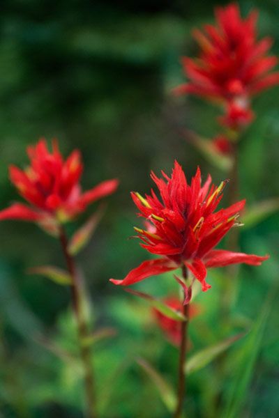 50 State Flowers to Grow Anywhere - This Old House